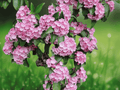 10 Seeds Kalmia latifolia Mountain Laurel Shrub Flowering Evergreen