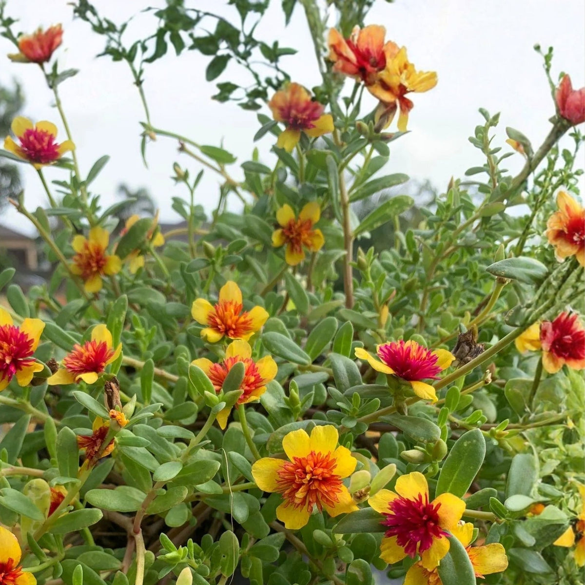 Moss Rose Plant 6" Pot Double Guava - Colorful Drought-Tolerant Annual with Yellow-Pink Flowers - Portulaca oleracea