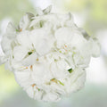 Geranium Cuttings 6" White Flowers Pelargonium Zonal Broadleaf Evergreen 3 Live Unrooted Plants
