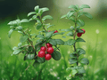 10 Seeds Lingonberry Vaccinium vitis-idaea Hardy Groundcover Shrub