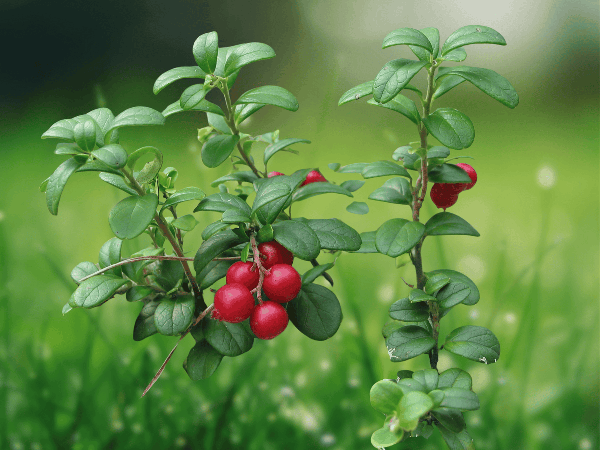10 Seeds Lingonberry Vaccinium vitis-idaea Hardy Groundcover Shrub