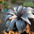 Vriesea Saundersii Plant in 6" Pot - Tropical Bromeliad for Indoor Gardening - Houseplant for Plant Lovers - Vriesea Saundersii