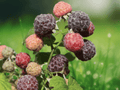 1 Live Plant Glencoe Raspberry Thornless Purple Starter Plug