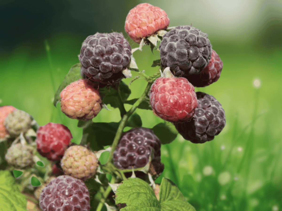1 Live Plant Glencoe Raspberry Thornless Purple Starter Plug
