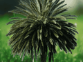 5 Seeds Canary Islands Date Palm Phoenix canariensis Hardy Tropical Palm