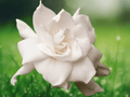 1 Live Plant August Beauty Gardenia Fragrant White Blooms Evergreen Shrub