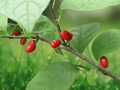 1 Live Plant Northern Spicebush Lindera benzoin 6 Inch Tall Shrub