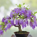 Bonsai Tree Seeds 10 Pack Chinese Wisteria Wisteria sinensis Flowering Plant Growing Kit