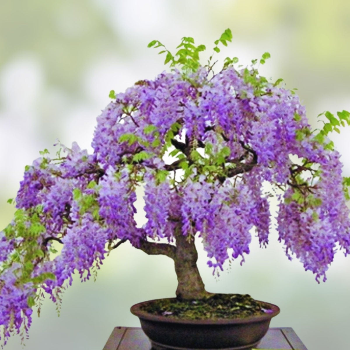Bonsai Tree Seeds 10 Pack Chinese Wisteria Wisteria sinensis Flowering Plant Growing Kit