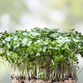 Fresh Watercress Plants with Roots - Live Vegetables for Gardening - Nasturtium officinale