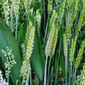Whole Barley Seeds 1 lb All Natural for Juicing Malt Brewing Beer Making Hordeum vulgare