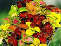 500+ Seeds Coleus Rainbow Mix Ornamental Foliage Plant Colorful Shade Annual Easy Grow Patio Container
