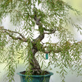 Bonsai Globe Willow Tree Cutting - Large Thick Trunk - Naturally Round Salix babylonica