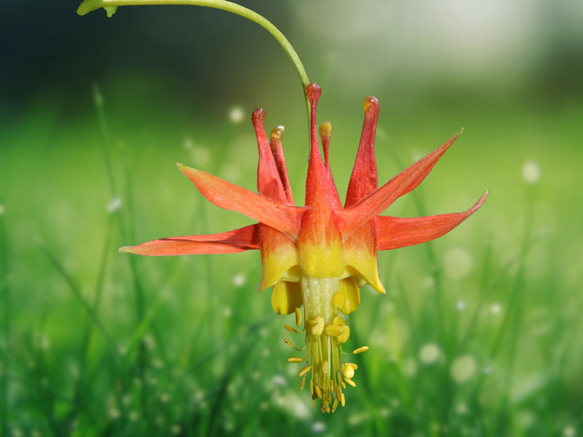 50 Double Orange Yellow Columbine Seeds - Bi-Color Frilled Blooms - Hardy Perennial for Borders & Rock Gardens