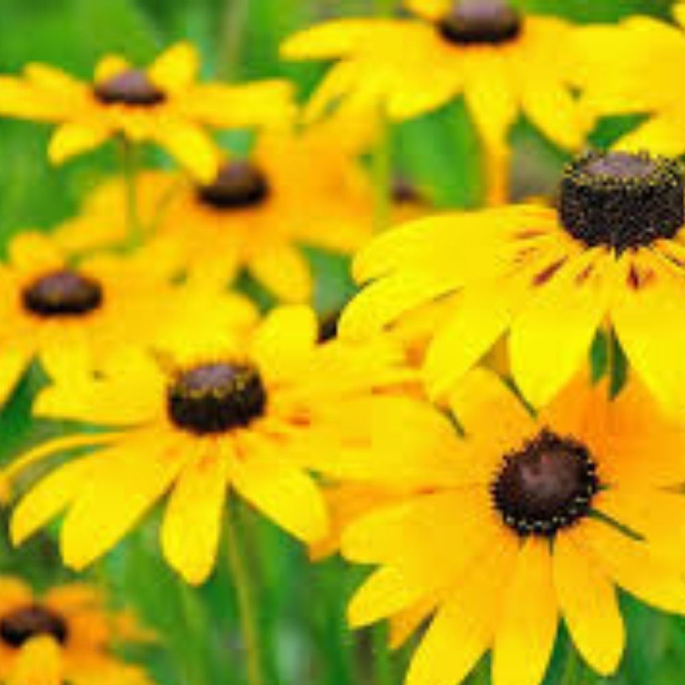 Rudbeckia Seeds 1000 Count Organic Denver Daisy Black-eyed Susan Rudbeckia hirta USA Grown