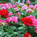 Geranium Seeds 100+ Frosted Rose Fragrant Non-GMO Flower Seeds Pelargonium spp.
