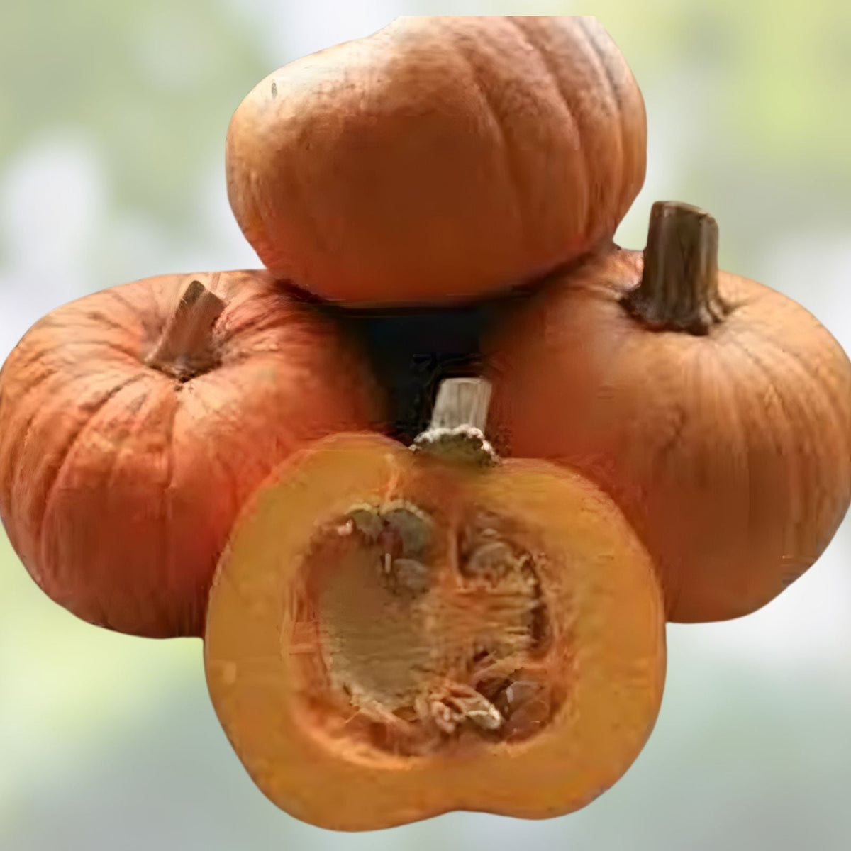 Jack O' Lantern Pumpkin Seeds for Planting – 20 Seeds, Medium Sized, Symmetrical Fruit, Cucurbita pepo