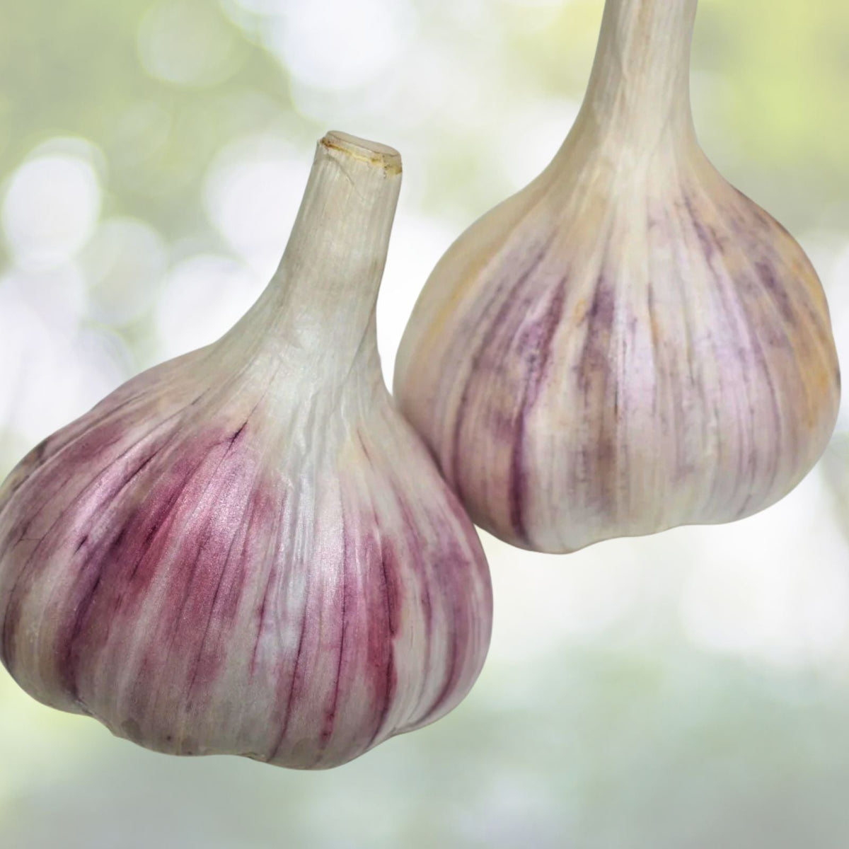 Organic Medium Garlic Cloves Seeds for Planting   21+ Sprouted, Hand Harvested, Allium sativum