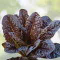 Red Romaine Lettuce Seeds - 500+ Count - Lactuca sativa - Heirloom Salad Greens - USA Grown