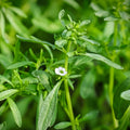 Summer Savory Seeds 50+ Pack, Tangy Culinary Herb, Satureja hortensis, Antioxidant Rich, Herb Seeds for Cooking and Gardening