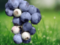 10 Live Plant Windsor Blueberry Vaccinium corymbosum Starter Plug