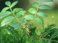30 Seeds Flameleaf Sumac Rhus copallina Shrub Tree Fall Color