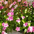 Large White Pentas Plant 4 Pack - Butterfly & Hummingbird Magnet, Pentas lanceolata, 6in Pot, Vibrant Garden Flowers