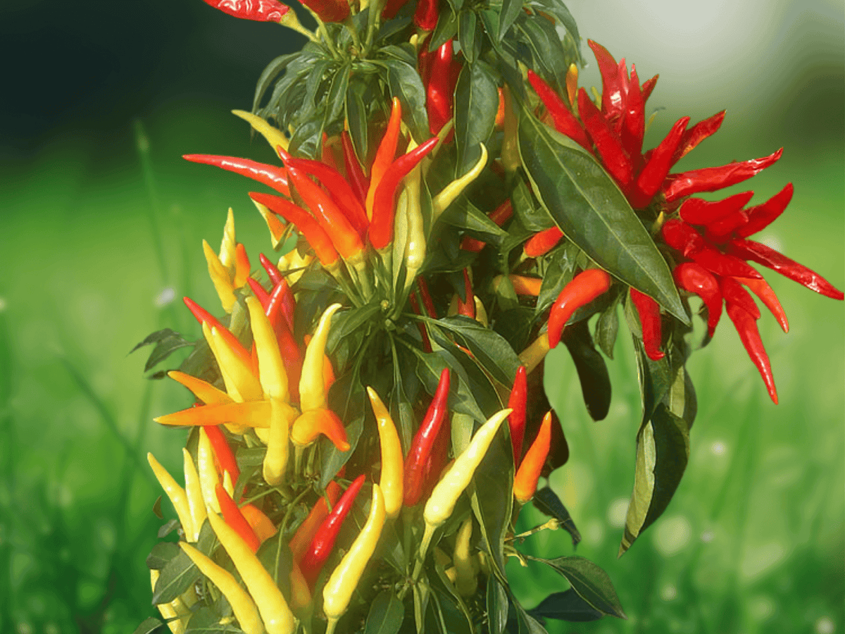 20 Seeds Capsicum annuum Fireworks Ornamental Pepper