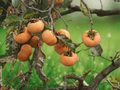 5 Seeds Diospyros kaki Persimmon Tree Oriental Fruit Bearing Shade Tree
