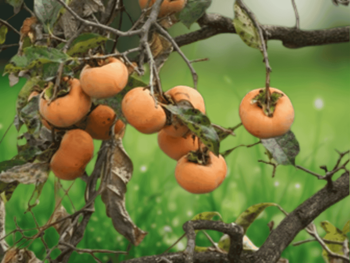 5 Seeds Diospyros kaki Persimmon Tree Oriental Fruit Bearing Shade Tree