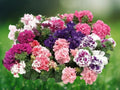 50 Double Red Pink Purple Mix Petunia Seeds – Ruffled Blooming Annual – Easy-Grow Flower Seeds for Hanging Baskets, Pots & Garden Beds