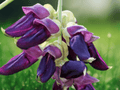 5 Seeds Velvet Bean Mucuna pruriens Tropical Climbing Vine