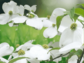 5 White Dogwood Bare Root Trees 12 Inch Tall Cornus florida Flowering Landscape Tree