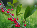 10 Seeds Deciduous Holly Ilex decidua Native Berry Shrub Wildlife Garden