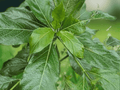 10 Seeds Morinda coreia Indian Mulberry Tree Tropical Ornamental