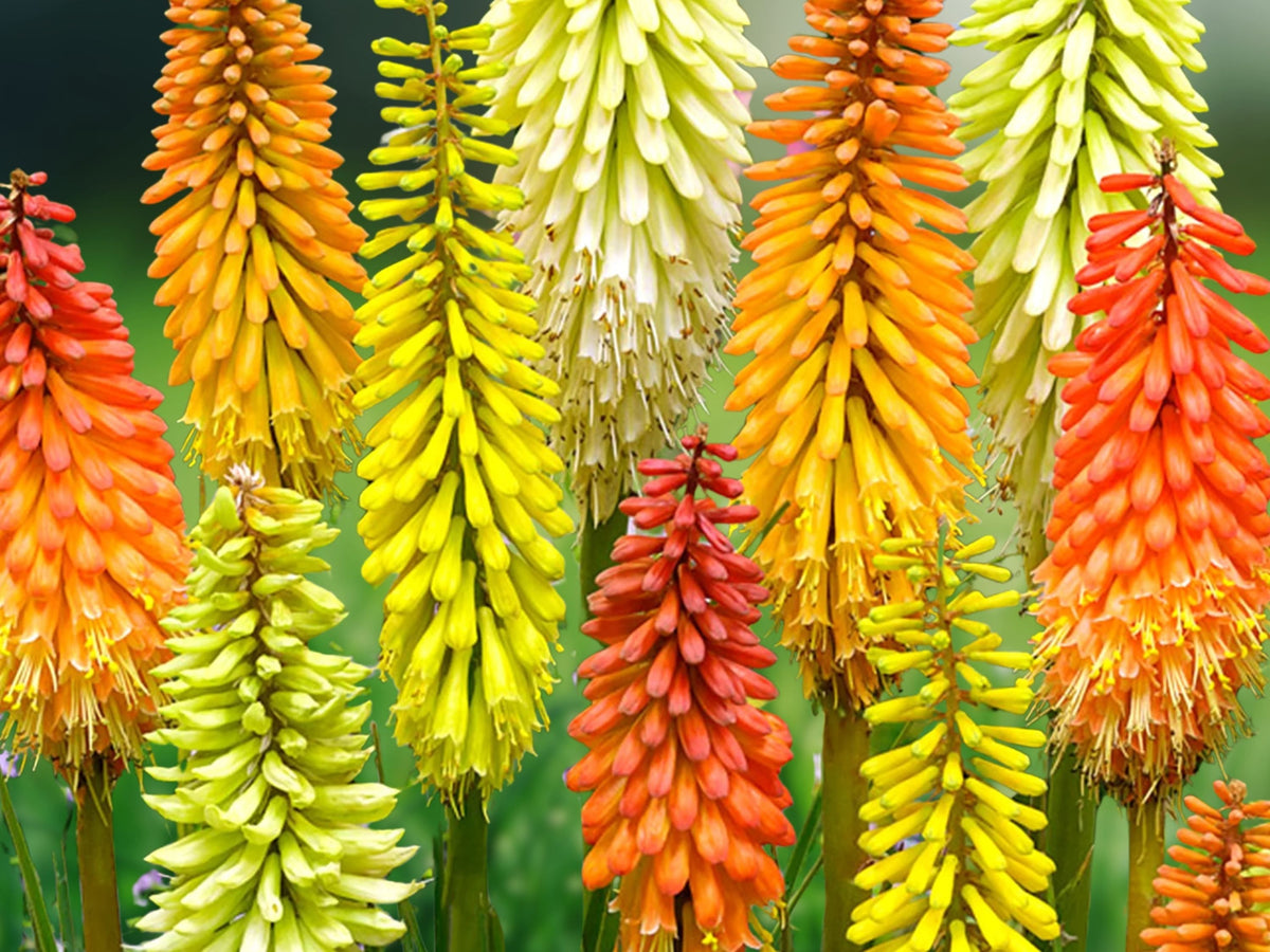 25 Seeds Hot Poker Mix Red Hot Poker Kniphofia Perennial Flower Garden Plant Torch Lily Mix