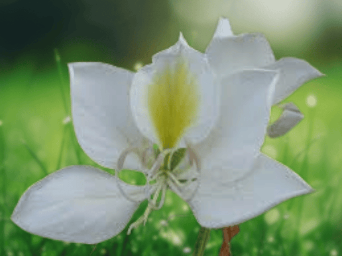 5 Seeds Bauhinia alba White Orchid Tree Tropical Flowering Ornamental