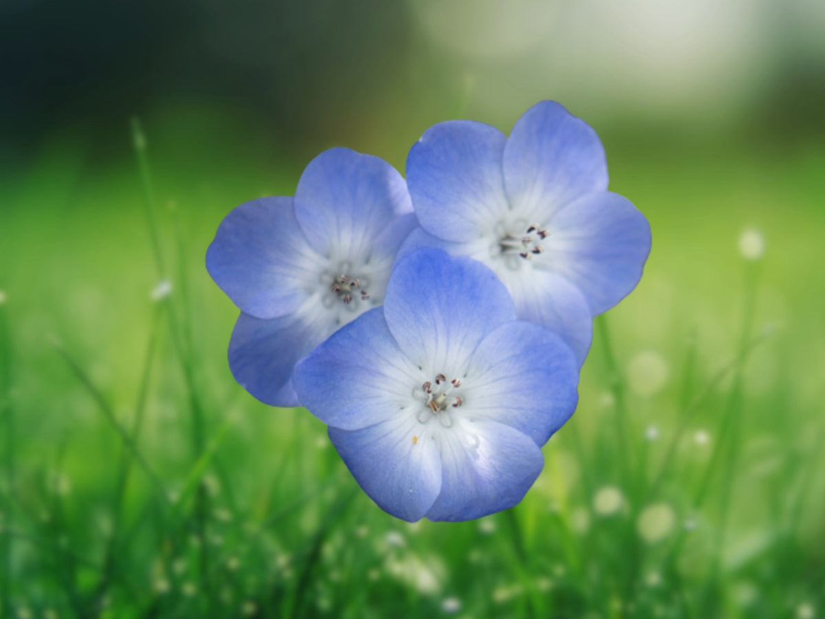 1000 Seeds Baby Blue Eyes Nemophila Menziesii Annual Flower Pollinator Friendly Easy Grow