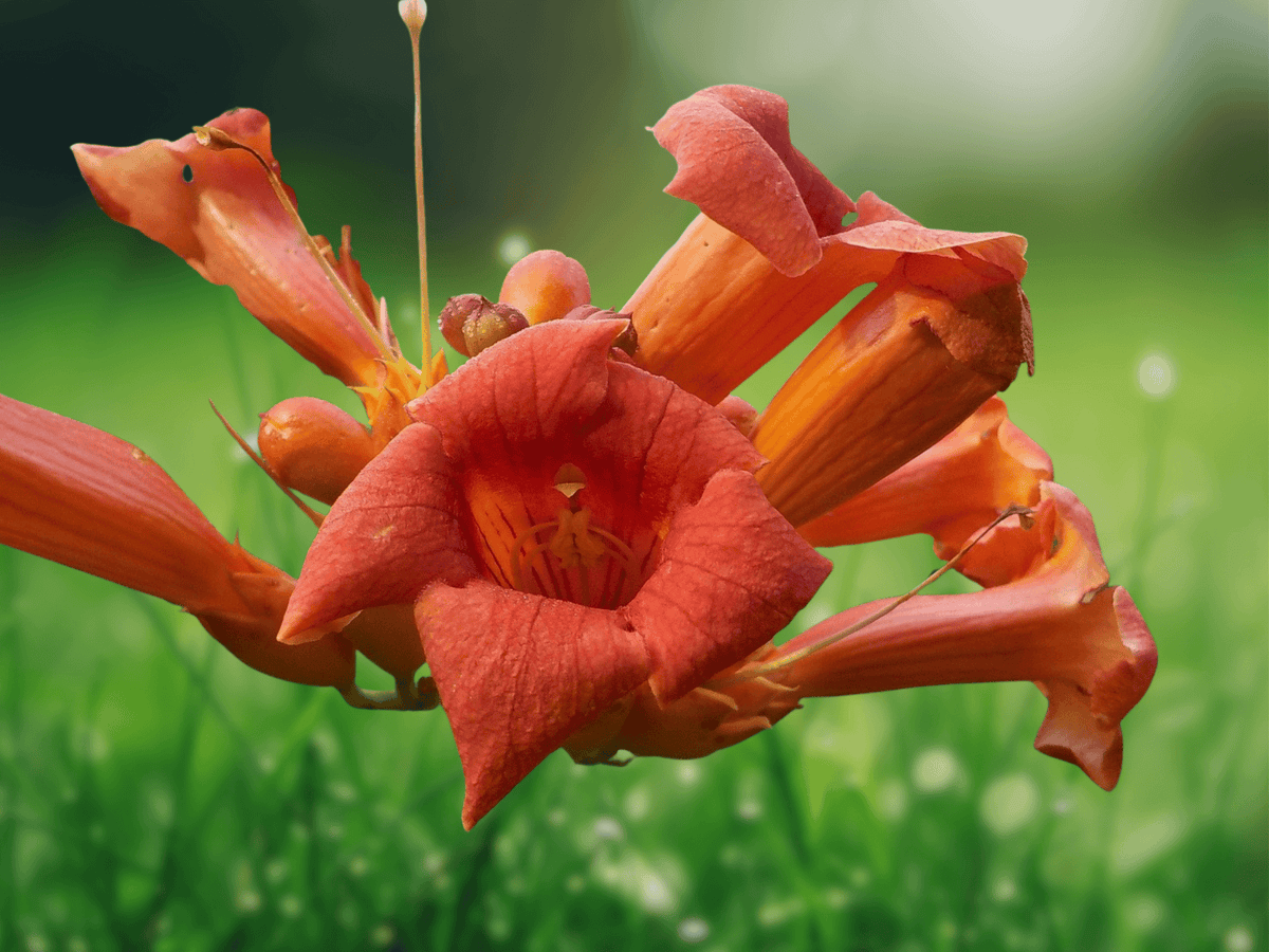 10 Seeds Campsis radicans Orange Trumpet Vine Hardy Flowering Climber