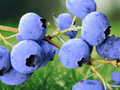 3 Live Plant Sharpe Blue Blueberry Starter Plug Vaccinium corymbosum