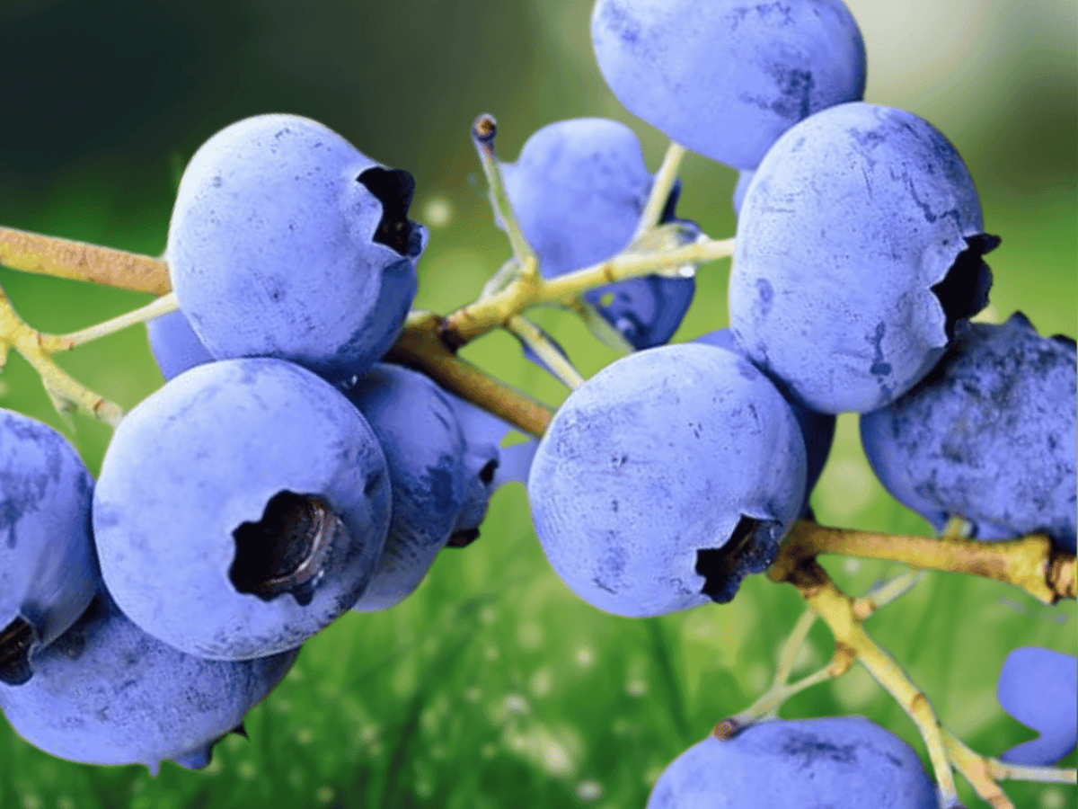 3 Live Plant Sharpe Blue Blueberry Starter Plug Vaccinium corymbosum