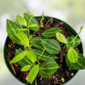Dischidia Ovata Cutting - Succulent Plant - Tropical Houseplant - Easy Care Propagation Variety
