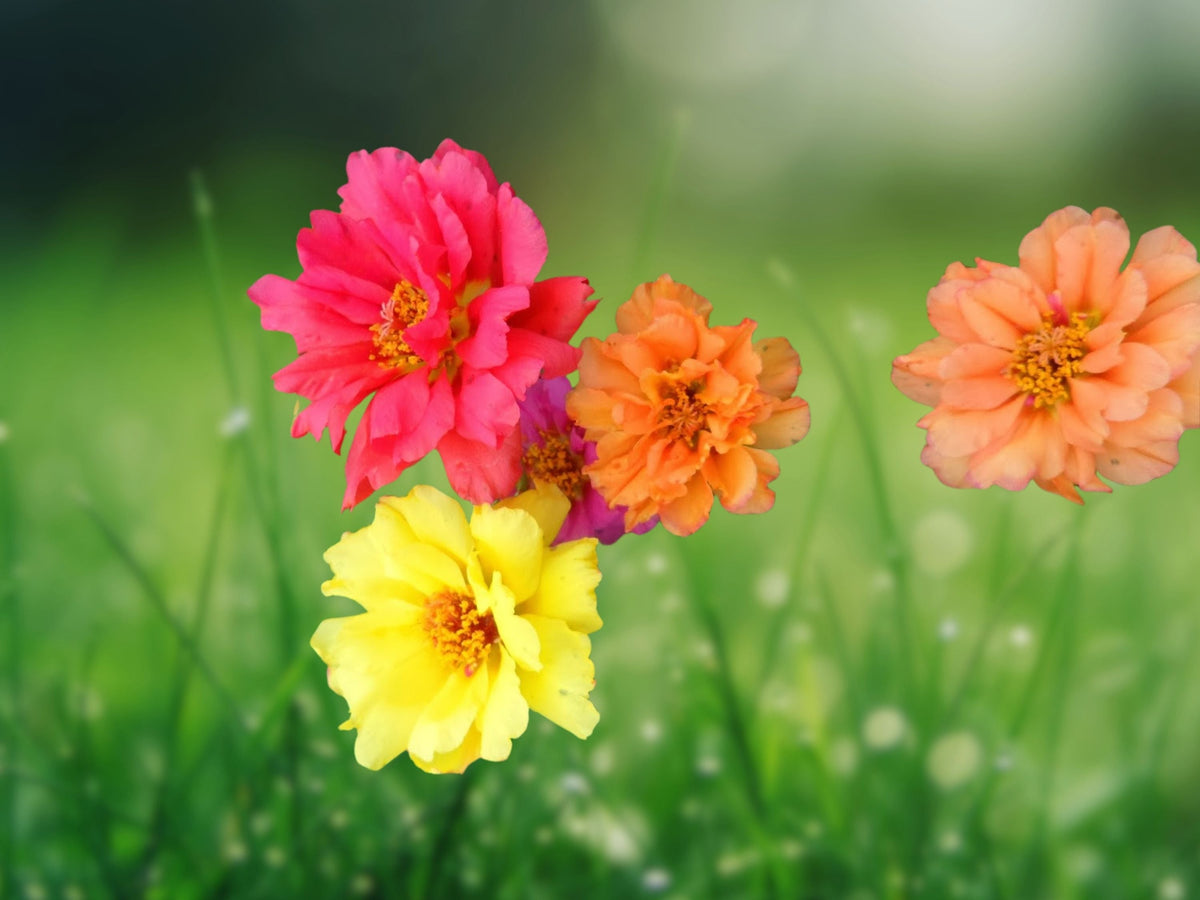 100 Seeds Moss Rose Bright Mix Portulaca Grandiflora Succulent Annual Flower Border Rock Garden