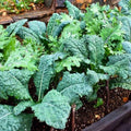 Okra Seeds 25+ Pack - Emerald Heirloom Non-GMO Garden Vegetable Seeds Abelmoschus esculentus