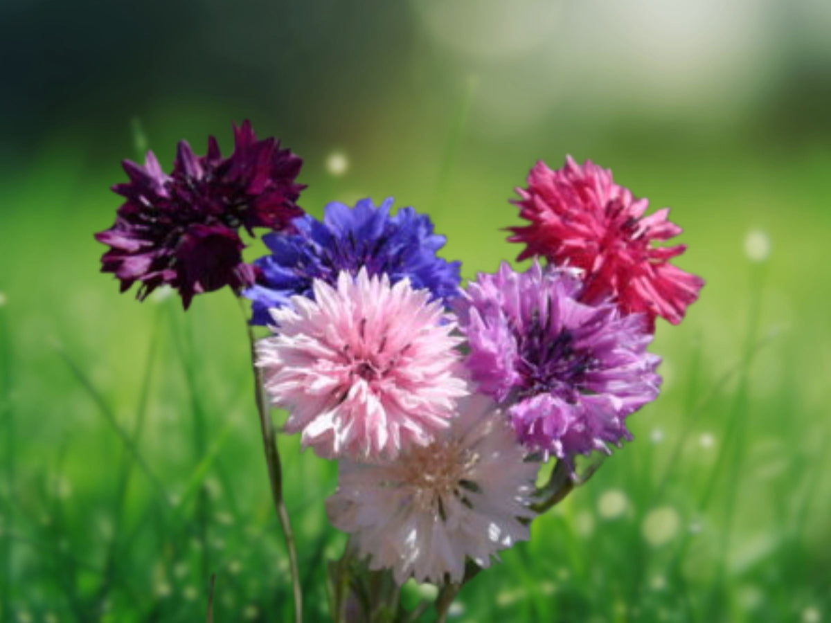 50 Seeds Dwarf Mix Bachelor's Button Blue Pink White Blooms Easy Grow Annual Flower Cottage Garden Wildflower