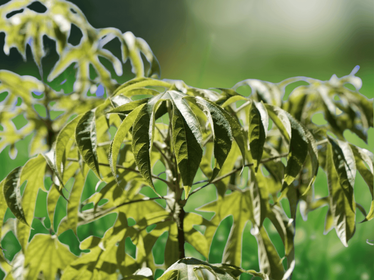 5 Seeds Kalopanax pictus Aralia Tree Hardy Ornamental Bold Foliage
