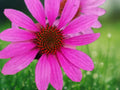 50 Seeds Bright Star Coneflower Echinacea Purpurea Perennial Flower Pink Purple Blooms Hardy Drought Tolerant Pollinator Attractor Easy Grow