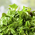 Heirloom Fenugreek Herb Seeds 500 Non-GMO Trigonella foenum-graecum for Spice and Herb Garden