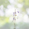 Heirloom Purple Wisteria Vine 1-2ft Live Plant, Wisteria sinensis, Fast Growing Climbing Vine, Bare Root, Purple Flowers