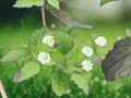 10 Seeds Lippia dulcis Aztec Sweet Herb